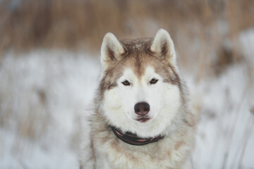 Portrait of Beautiful, free and prideful dog breed siberian husky sitting in the field in winter