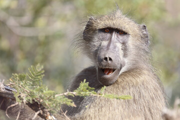 Bärenpavian / Chacma Baboon / Papio ursinus..