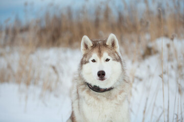 Portrait of Beautiful, free and prideful dog breed siberian husky sitting in the field in winter