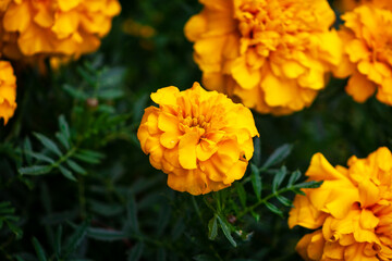 Marigold flower blossom in garden. Head of orange and yellow marigold plant background