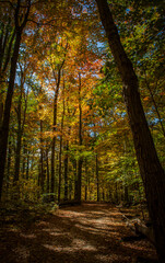 Fall foliage, October 2020