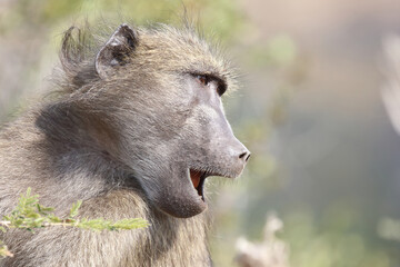 B&auml;renpavian / Chacma Baboon / Papio ursinus..