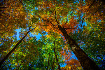 Colorful fall canopy, October 2020