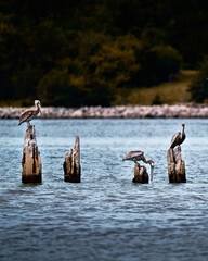 Pelicans in the bay