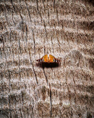 Painted Lady Butterfly