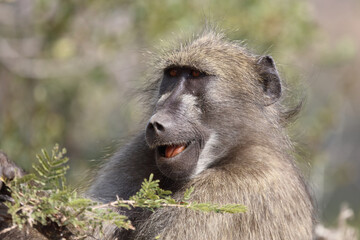 Bärenpavian / Chacma Baboon / Papio ursinus..