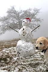 Goldendoodle-Welpe mit Schneemann