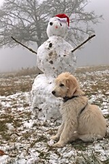 Goldendoodle-Welpe mit Schneemann