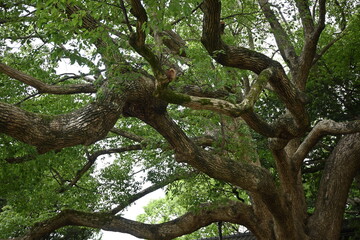 Fototapeta na wymiar 大きな木　BIG TREE