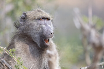 Bärenpavian / Chacma Baboon / Papio ursinus..