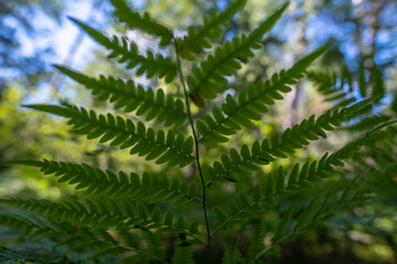 Beautiful branch of a fern, against a blurred background of sky and forest. 