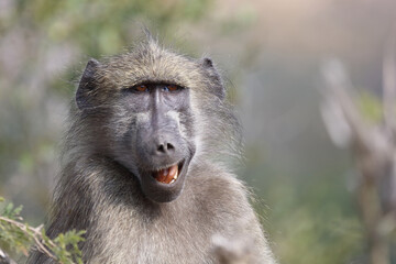 Bärenpavian / Chacma Baboon / Papio ursinus..