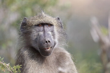 Bärenpavian / Chacma Baboon / Papio ursinus..