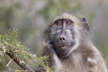 Bärenpavian / Chacma Baboon / Papio ursinus..