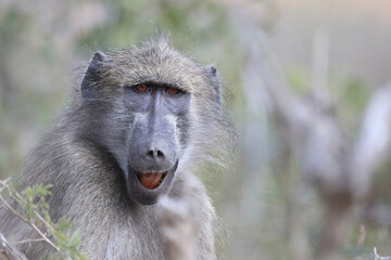 Bärenpavian / Chacma Baboon / Papio ursinus..