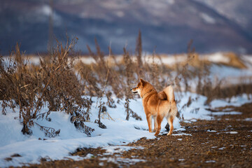 Portrait of adorable red shiba inu dog standing outdoors back to the camera at sunset in winter.