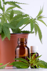 Medical, chemical theme background with cannabis leaves, oil bottle and laboratory glass flasks behind on a white.