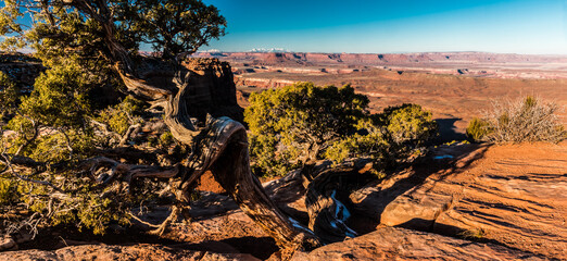 Twisted Juniper Tree With The Orange Cliffs and The Henry Mountains, Canyonlands National Park, Utah, USA