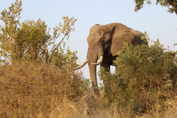 Fototapeta premium Afrikanischer Elefant / African elephant / Loxodonta africana