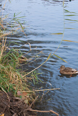 Brown duck in a pond by the shore