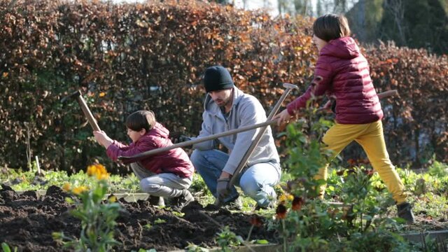 Father and two children, sons, working together in garden, digging, preparing the soil for the winter