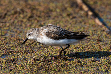 Bécasseau minute,.Calidris minuta, Little Stint