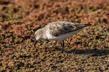 Bécasseau minute,.Calidris minuta, Little Stint