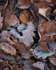 brown and orange autumn leaves covered in frosty rime.