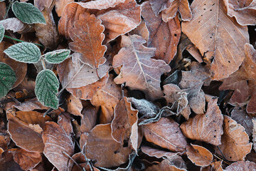 brown and orange autumn leaves covered in frosty rime.