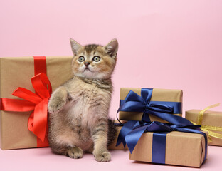 cute kitten Scottish golden chinchilla straight breed sits on a pink background and boxes
