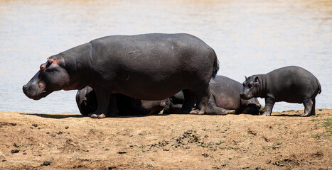 Hippopotame, Hippopotamus amphibius, Afrique du Sud