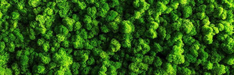 decorative moss for interior decoration. design moss elements background close up
