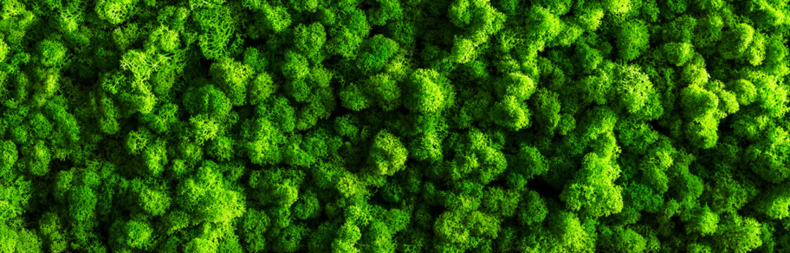 decorative moss for interior decoration. design moss elements background close up
