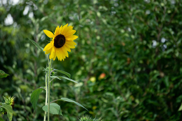 Sunflower in full bloom in a garden