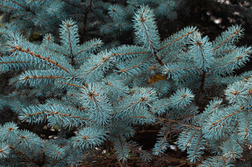 branches ate gray-green color early in the morning