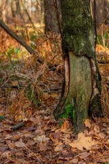 Okaleczona brzoza w jesiennej scenerii
