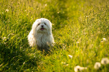 A cheerful Maltese Bishon dog running on a green meadow in the grass.