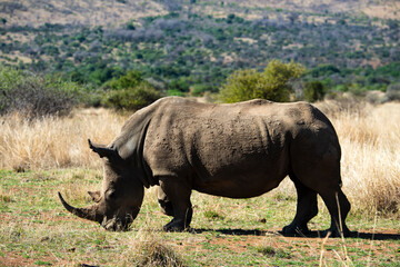 Fototapeta premium Rhinocéros blanc, white rhino, Ceratotherium simum, Parc national Pilanesberg, Afrique du Sud