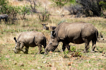 Fototapeta premium Rhinocéros blanc, white rhino, Ceratotherium simum, Parc national Pilanesberg, Afrique du Sud