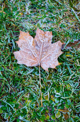 Frosty or frozen dry fallen leaves on the icy grass. Beginning of the winter. First frost.