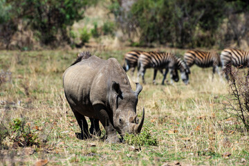 Rhinocéros blanc, white rhino, Ceratotherium simum, Parc national Pilanesberg, Afrique du Sud