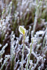 Frozen white plants, grass, moss and forest litter in the forest in autumn or winter. First frost - beginning of the winter, end of the fall.