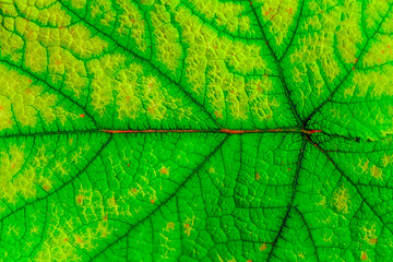 green leaf texture
