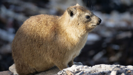 Close up from a Rock hyrax