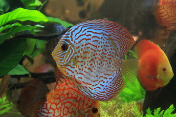 Fish pompadour in an aquarium exhibit