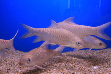 Soro brook carp fish in an aquarium exhibit