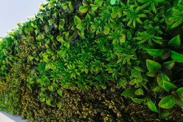 Closeup view photography of green plastic evergreen artificial plants