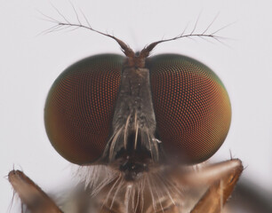 macro of a fly