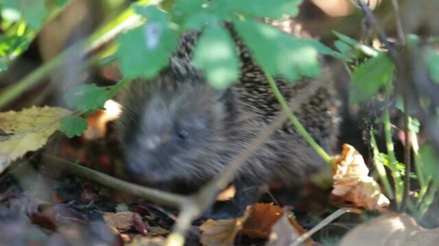 Hedgehog hiding in bushes
