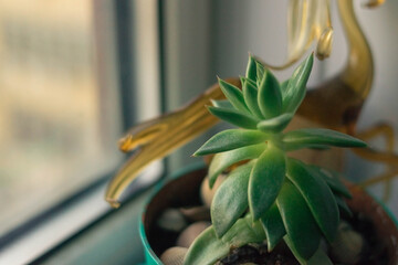 A tall potted succulent plant against a light wall and a golden figurine